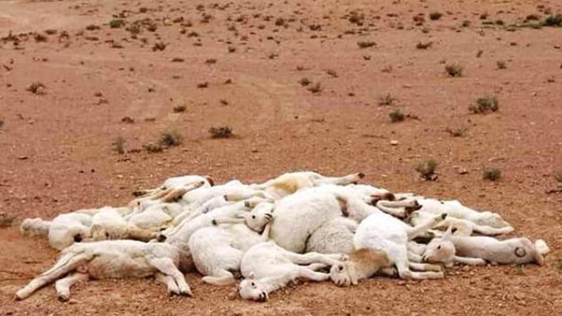 4 ملايير سنتيم خسائر الموالين في أسبوعين بسبب الطاعون!