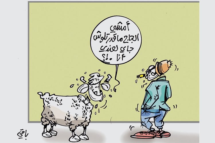 Attention:des substances d’engraissement de moutons provoquent l’infertilité!