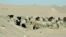 الجفاف يضرب الموالين ويهدد بأزمة لحوم حادة