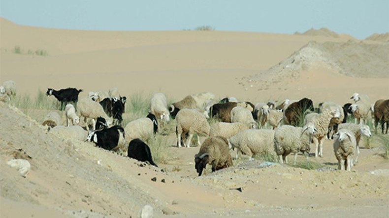 الجفاف يضرب الموالين ويهدد بأزمة لحوم حادة
