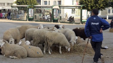Algeria : 900,000 anti-Foot and Mouth Disease vaccine doses distributed