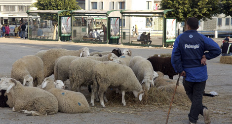 Algeria : 900,000 anti-Foot and Mouth Disease vaccine doses distributed