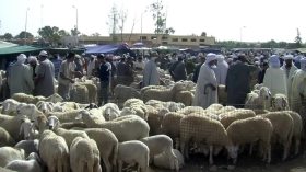 كبش العيد.. البارونات يلهبون الأسعار ويعذّبون “الزوالية”