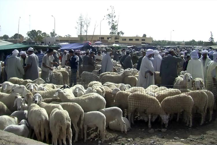 Flambée injustifiable du prix du mouton avant l'Aïd