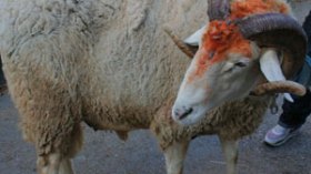 المجلس الشعبي الولائي يخصص 400 مليون لدعم مبادرة كبش لكل عائلة