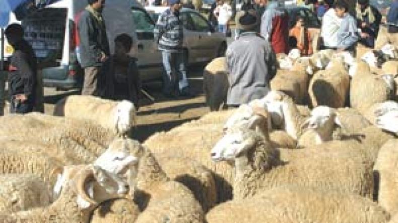 ولاية عنابة تشرع في توزيع أكثر من 2700 كبش على الفقراء والمعوزين