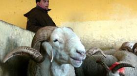 “كبش العيد لمن استطاع إليه سبيلا”