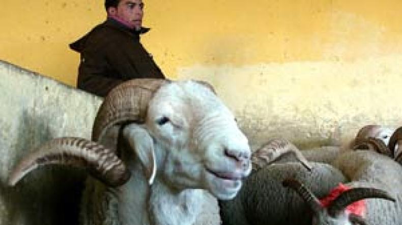 “كبش العيد لمن استطاع إليه سبيلا”