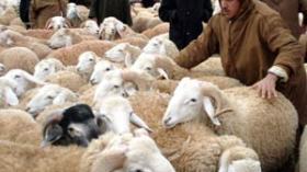 تخفيض أسعار أغذية الأغنام والأبقار والدواجن بنسبة 10 بالمائة