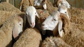 الحكومة تضبط أسعار الشعير للتحكّم في أسواق الماشية عشية عيد الأضحى