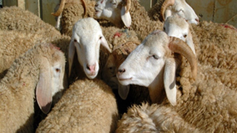 الحكومة تضبط أسعار الشعير للتحكّم في أسواق الماشية عشية عيد الأضحى