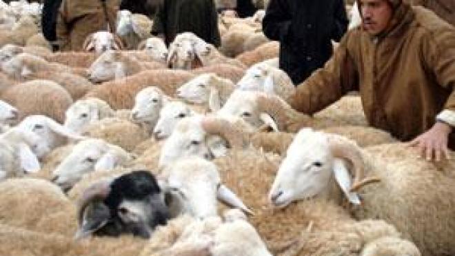 منع بيع الأضاحي في العاصمة قبل أسبوع من عيد الأضحى