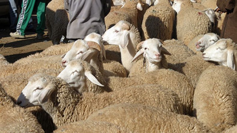 نصف الجزائريين يشترون الكبش بالتقسيط أو الاستدانة