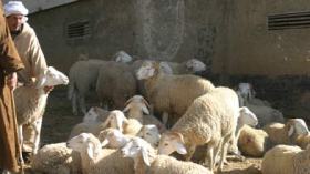 بوتفليقة يبارك فدرالية للموالين وعليوي يهاجم أشباه الفلاحين