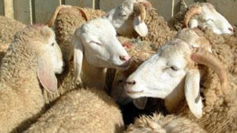 ربع الجزائريين يشترون كبش العيد بـ “الكريدي”