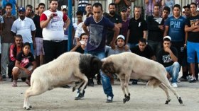 كباش مهلوسة لتنشيط دورات المصارعة برائحة “القمار”
