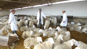 ولد قابلية يأمر بتحقيقات حول مهملي الأراضي المستفيدين من حق الاستثمار