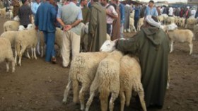 إلزام الموالين باستخراج ترخيص بالنقل خلال 24 ساعة من المراقبة الطبية