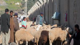 البيوت القصديرية من منازل للمواطنين إلى إسطبلات للكباش