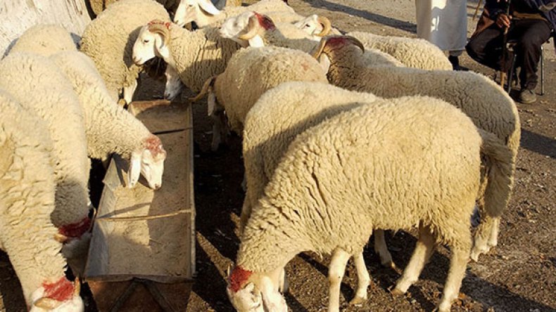 استيراد الكباش من السودان سيهدم الثروة الحيوانية