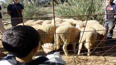 Contrebande transfrontalière : des Libyens s’investissent dans le bétail algérien
