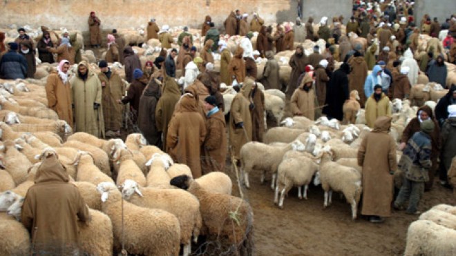 المربّون يُلهبون أسعار الماشية