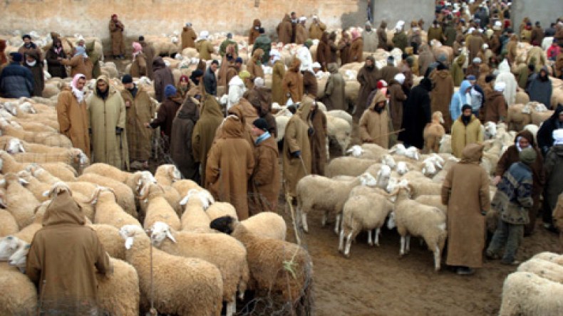 المربّون يُلهبون أسعار الماشية