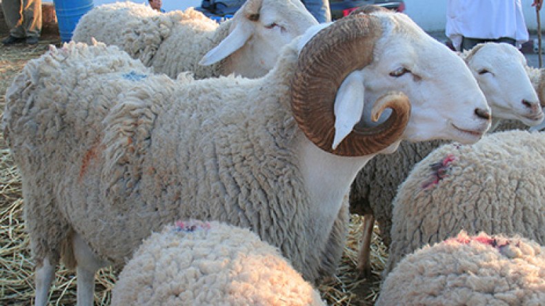 أضاحي العيد تحولت إلى وسيلة للتباهي و”الزوخ”