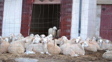 Sud : Méfiez-vous… des matières toxiques engraissent  le  bétail algérien