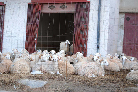 Sud : Méfiez-vous… des matières toxiques engraissent  le  bétail algérien