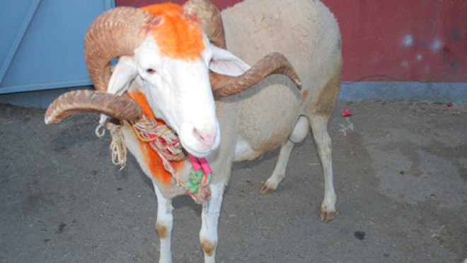 جزائريون ينحرون “ميسي” و”رونالدو” غدا