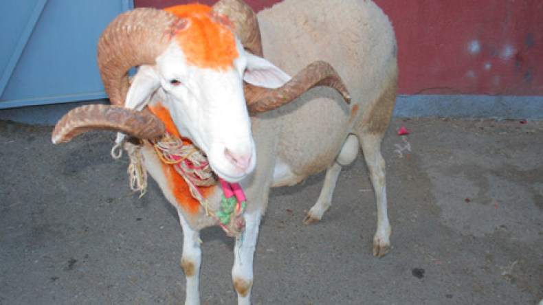 جزائريون ينحرون “ميسي” و”رونالدو” غدا