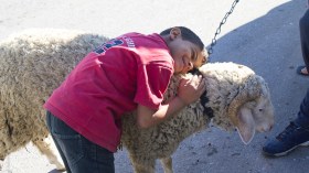 علّمي طفلك سبب نحر الكباش وجنّبيه الصدمة