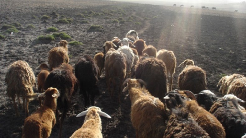 تدابير جديدة لكبح تهريب المواشي نحو ليبيا