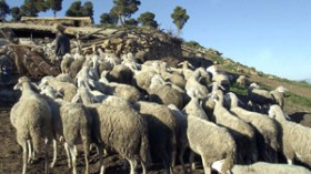 عصابات مغربية تسطو على حوالي 700 رأس غنم في مغنية