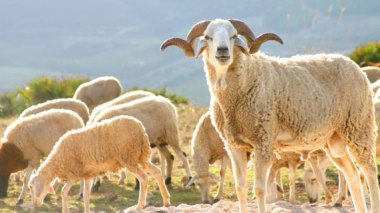 Les postiers d’Alger réclament la prime du mouton de l'Aid el Adha !