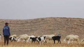 إطارات بلا شهادات، دكاترة “تايوان” ومهندسون يرعون الماعز