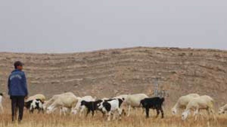 إطارات بلا شهادات، دكاترة “تايوان” ومهندسون يرعون الماعز