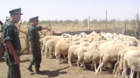 3 جزائريين ضمن عصابة مغاربة لسرقة الأغنام بمغنية