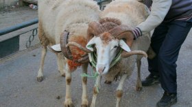 فرق بيطرية متنقلة للوقوف على عملية النحر يوم العيد