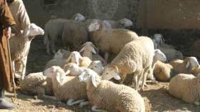 مواشي ملقحة بمواد ممنوعة تسبب العجز الجنسي لمستهلك لحومها