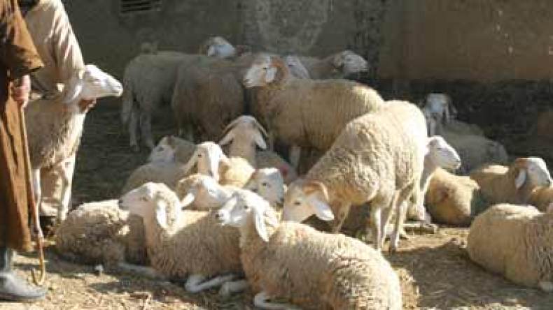 مواشي ملقحة بمواد ممنوعة تسبب العجز الجنسي لمستهلك لحومها