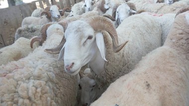 Morocco Exported Cattle That Is Infected With Plague to Algeria