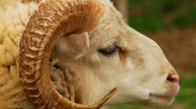 الحكومة تدرس شراء كباش العيد من الموالين وبيعها للمواطنين