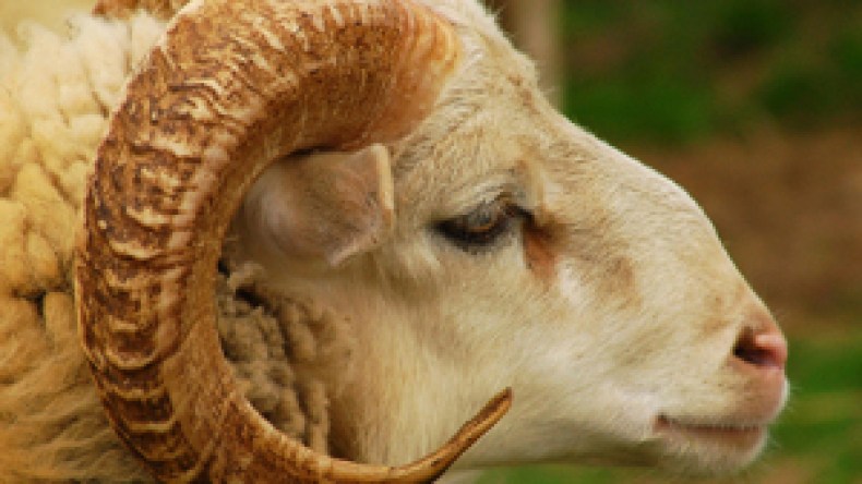 الحكومة تدرس شراء كباش العيد من الموالين وبيعها للمواطنين