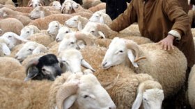 خرفان بئر العاتر مطلوبة في الموائد الإسرائيلية