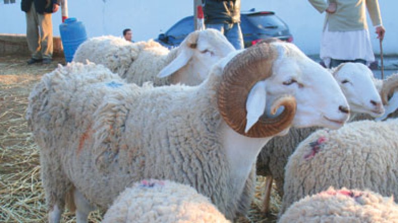 بزناسية يسمّنون الكباش بمواد محظورة