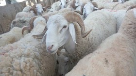 الجيش يحبط محاولة لتهريب 345 رأس من الماشية بعين قزام