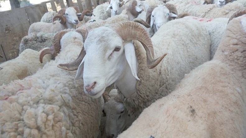 الجيش يحبط محاولة لتهريب 345 رأس من الماشية بعين قزام