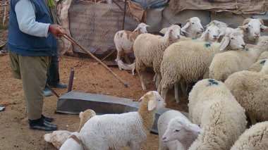 Mouton de l’Aïd: destination les villes de l’Intérieur!